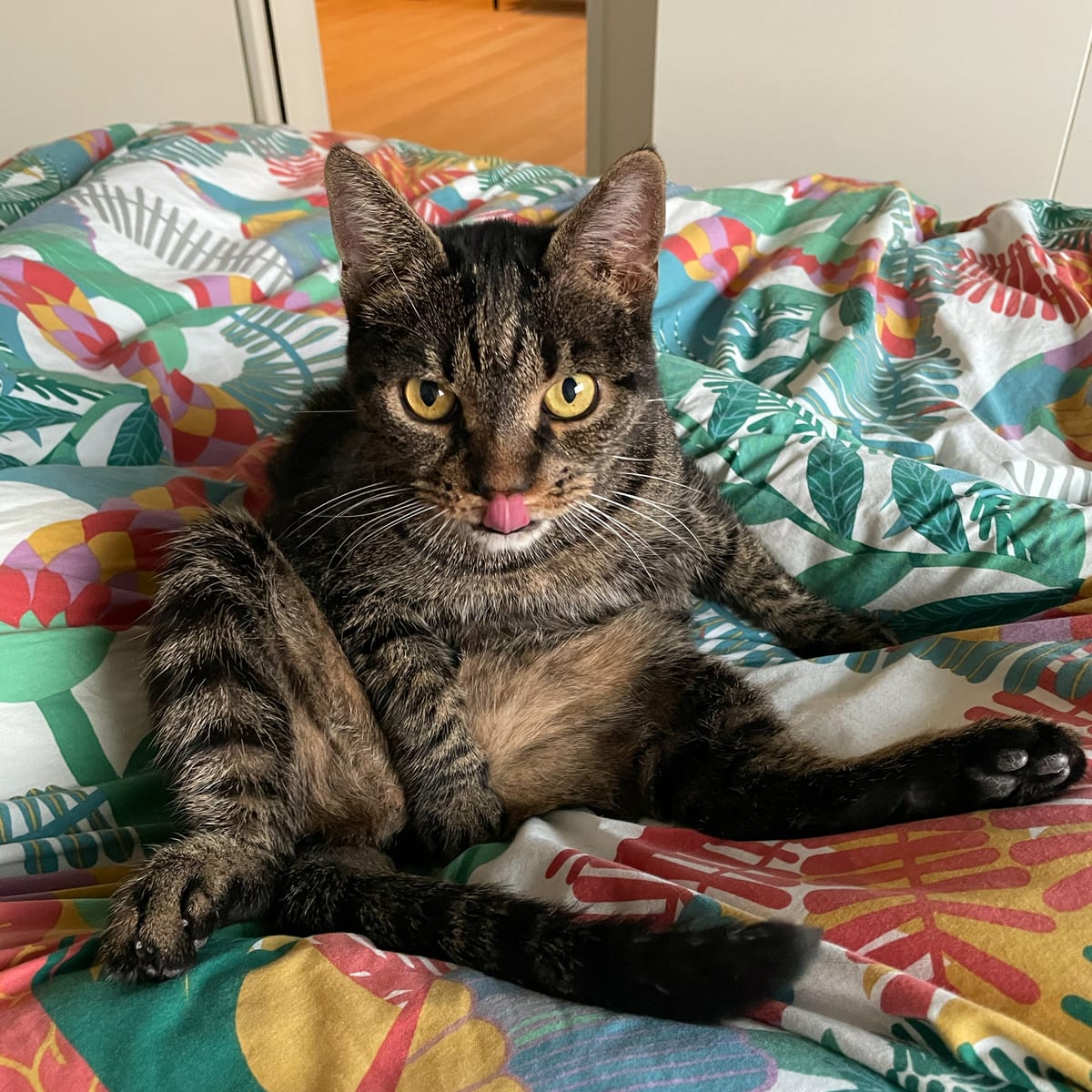 Jans Katze sitzt auf dem Bett und streckt die Zunge raus